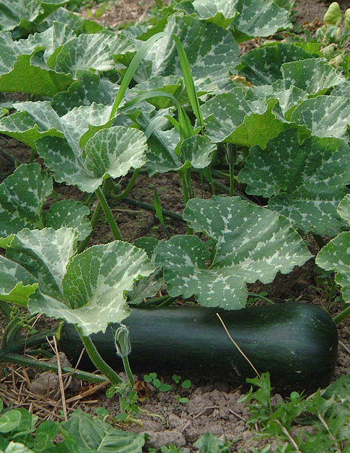 Courge Musquee Sonkatok Ou Orange De Retour En 22 La Societe Des Plantes