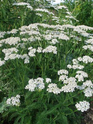 Achillée millefeuille