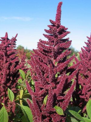 Seed pigweed 'Plainsman'