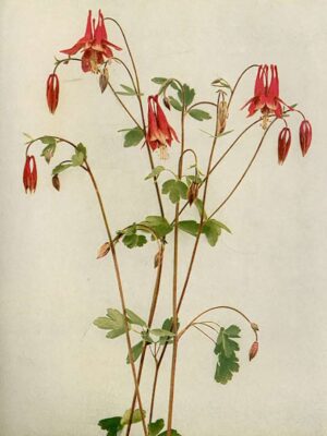 Canada columbine