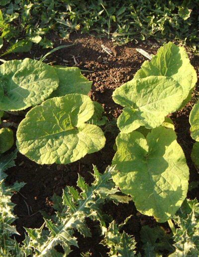 Japanese burdock 'Watanabe Early'