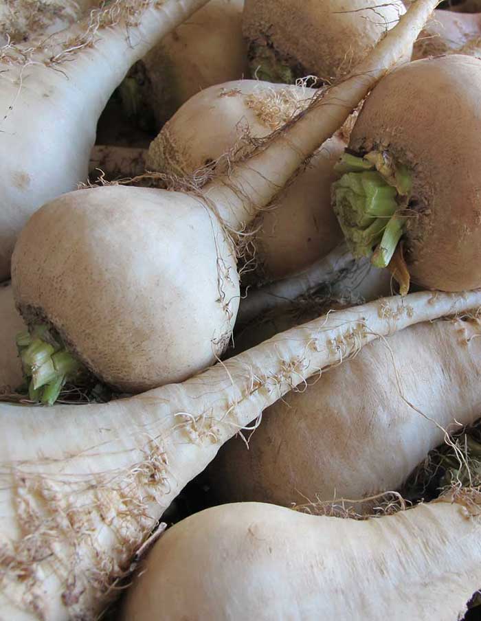 Betterave 'Albina Vereduna'