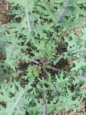 Kale 'Winter Red'