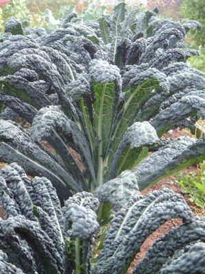 Kale 'Lacinato'