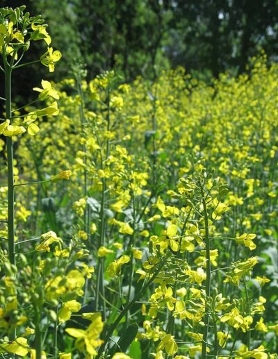 Cabbage 'Branchu de L'Embarras'