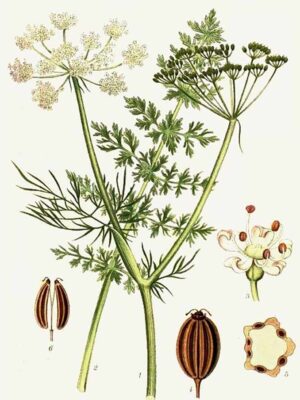 Common caraway