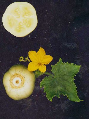 Concombre 'Lemon'