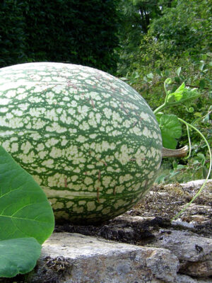 Courge de Siam