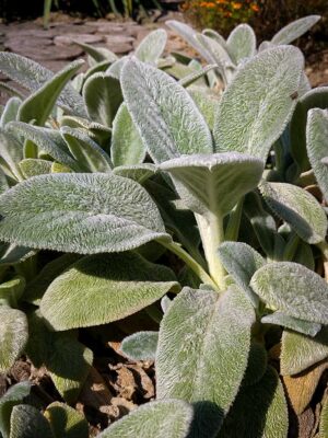 Sheep's ear