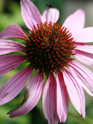Echinacea