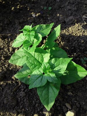 Caucasian spinach