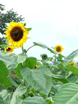 Tournesol 'Arikara'