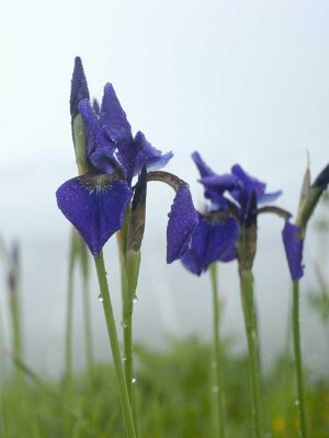 Iris de Sibérie