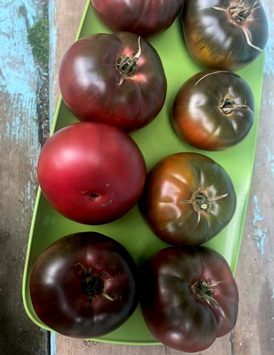 Tomate 'Black Early'