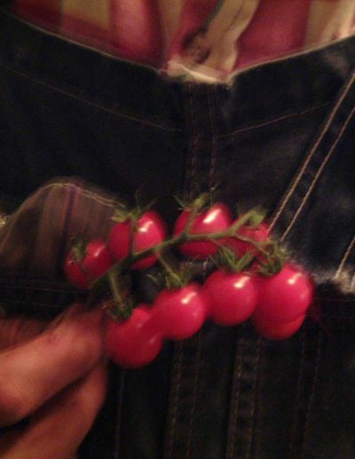 Tomate ‘Matt’s Wild Cherry’ (de retour en 2023)