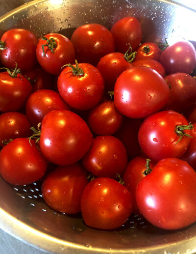 Tomate 'Precocibec' (back in 2023)