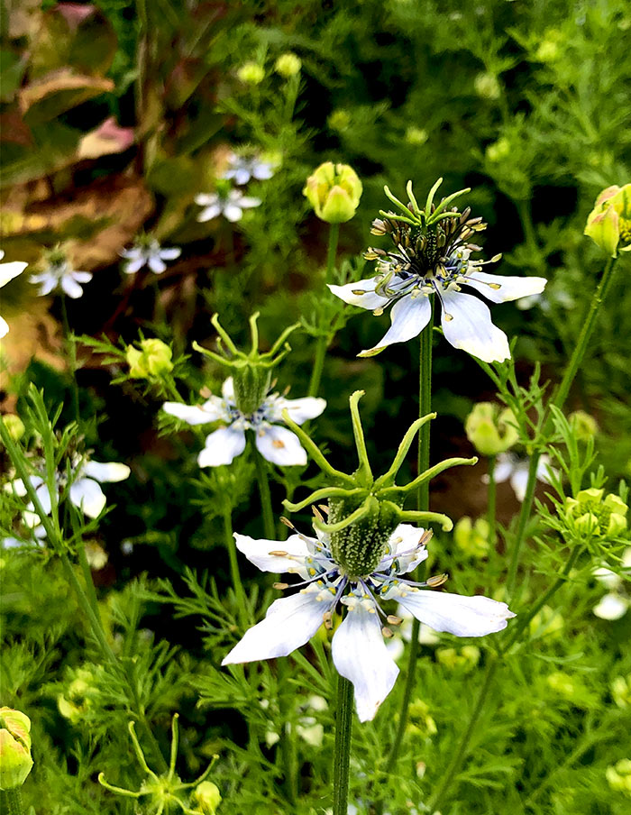 nigelle bio - LA SOCIÉTÉ DES PLANTES