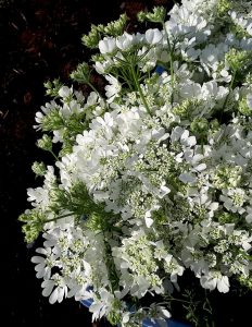 Orlaya à grandes fleurs