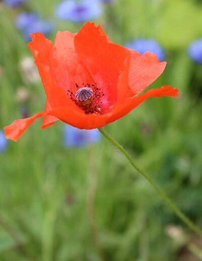 Coquelicot