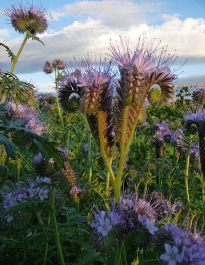 Phacelia