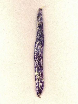 Haricot nain ‘Dragon Tongue'