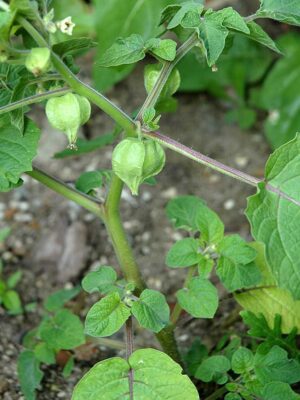 Ground cherry
