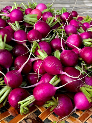 Radish 'Purple Plum'