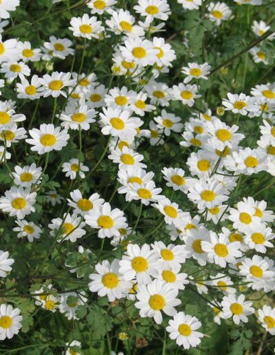 Tanacetum niveum