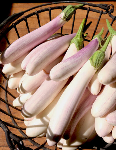 Eggplant 'The Bride' dehybridized