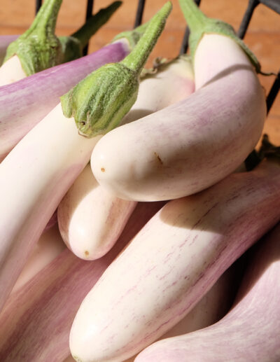 Eggplant 'The Bride' dehybridized