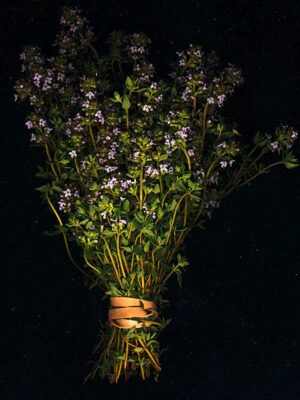 Thyme