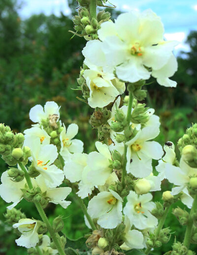 Molène 'Electric Yellow'