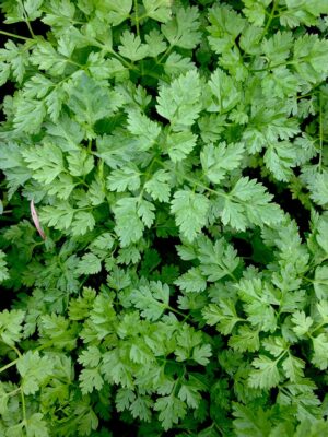 Chervil