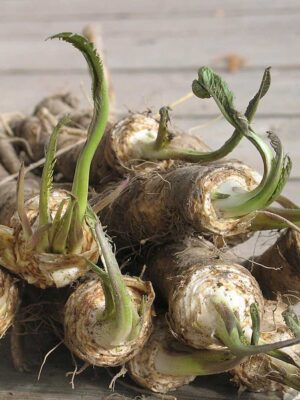 Horseradish
