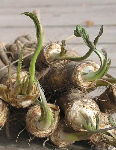 Horseradish
