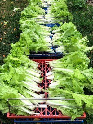 market gardeners