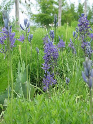 Camassia esculenta