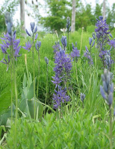 Camassia esculenta