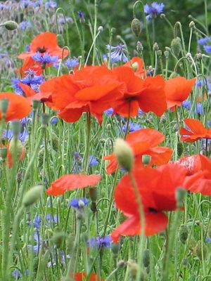 Pavot de Turquie - Bio - Jardins de l'écoumène