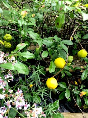 various fruits