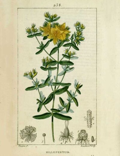 St. John's wort