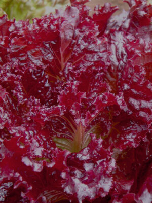 Gros plan sur les feuilles de laitue Merlot, montrant les touches de vert du coeur de la laitue contrastant avec le rouge merlot des feuilles.