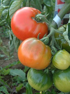 Tomate ‘D’Iberville’