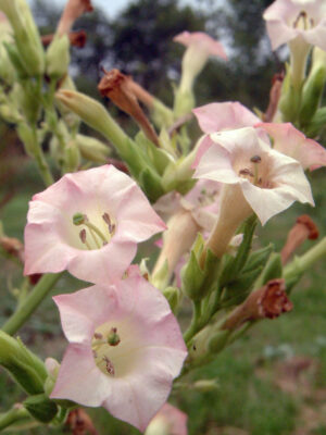 Tobacco 'Obourg