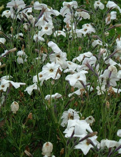 Grand Petunia blanc des Pampas