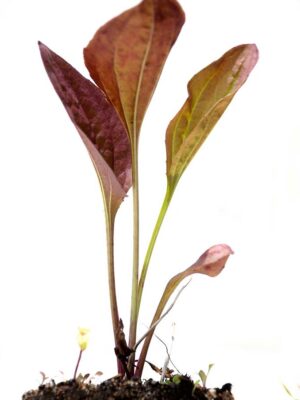 Common plantain 'Purpurea'