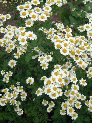 Grande camomille, Feverfew