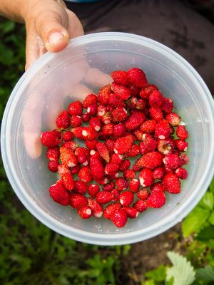Récolte de fraises de fraisier alpin (Fragaria vesca).