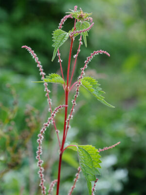 Chinese nettle with trident leaves in the garden, at La société des plantes.