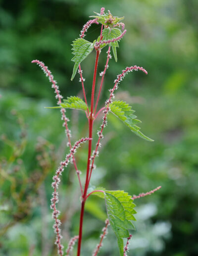 Chinese nettle with trident leaves in the garden, at La société des plantes.